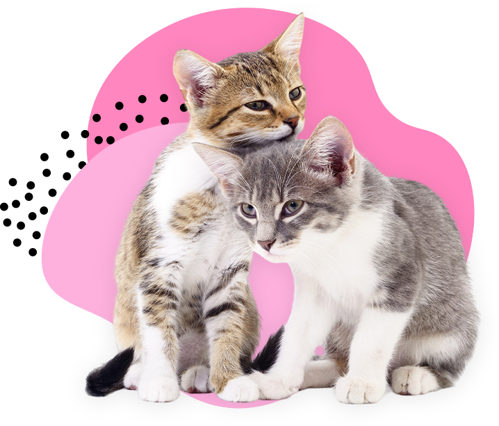 gatos